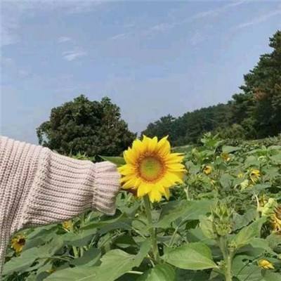 仙侠至尊游戏下载